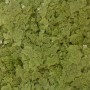 OCEAN NUTRITION FORMULA ONE