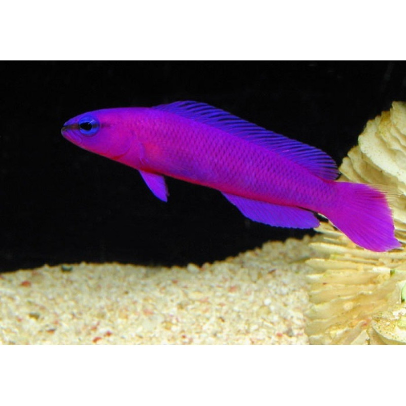 Pseudochromis fridmani