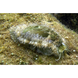 HALIOTIS ABALONE