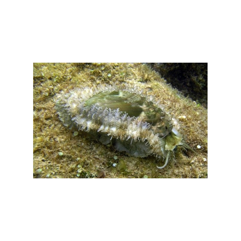 HALIOTIS ABALONE