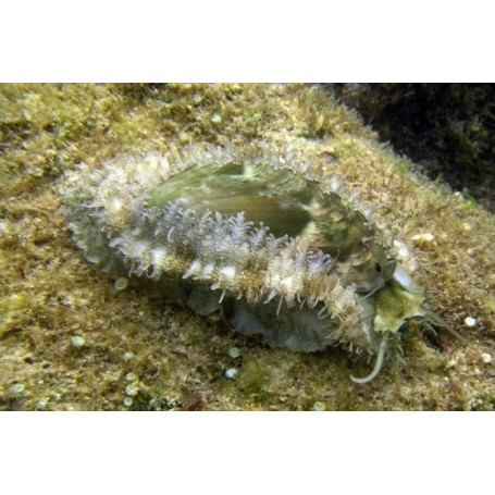 HALIOTIS ABALONE