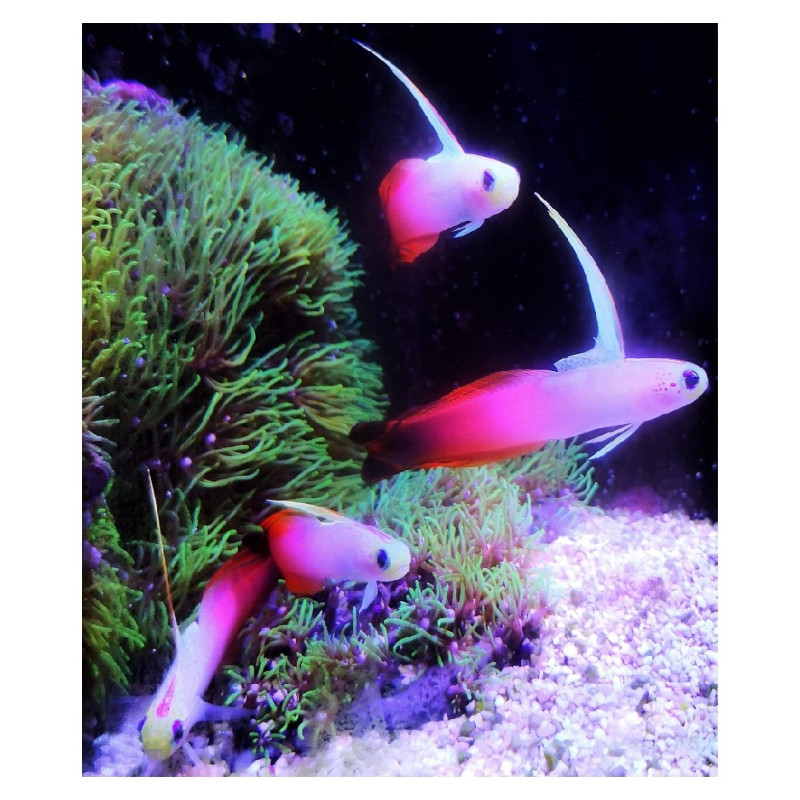 Nemateleotris magnifica MALDIVAS