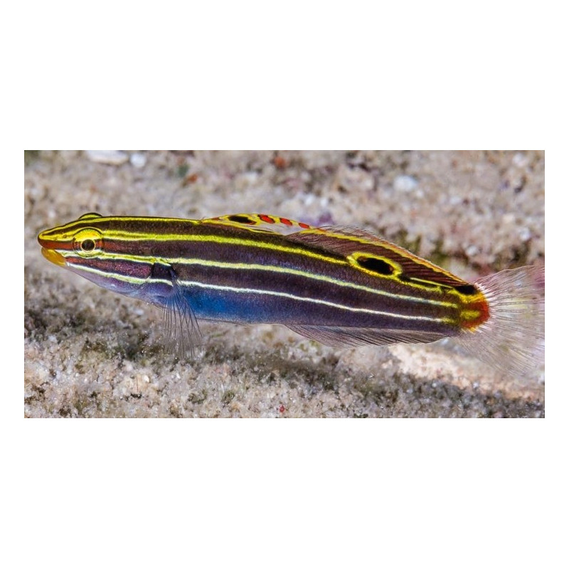 AMBLYGOBIUS HECTORI