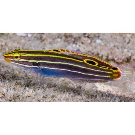 AMBLYGOBIUS HECTORI