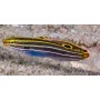 AMBLYGOBIUS HECTORI