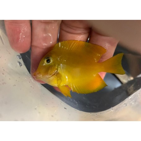 CTENOCHAETUS TRUNCATUS Talla TYNI