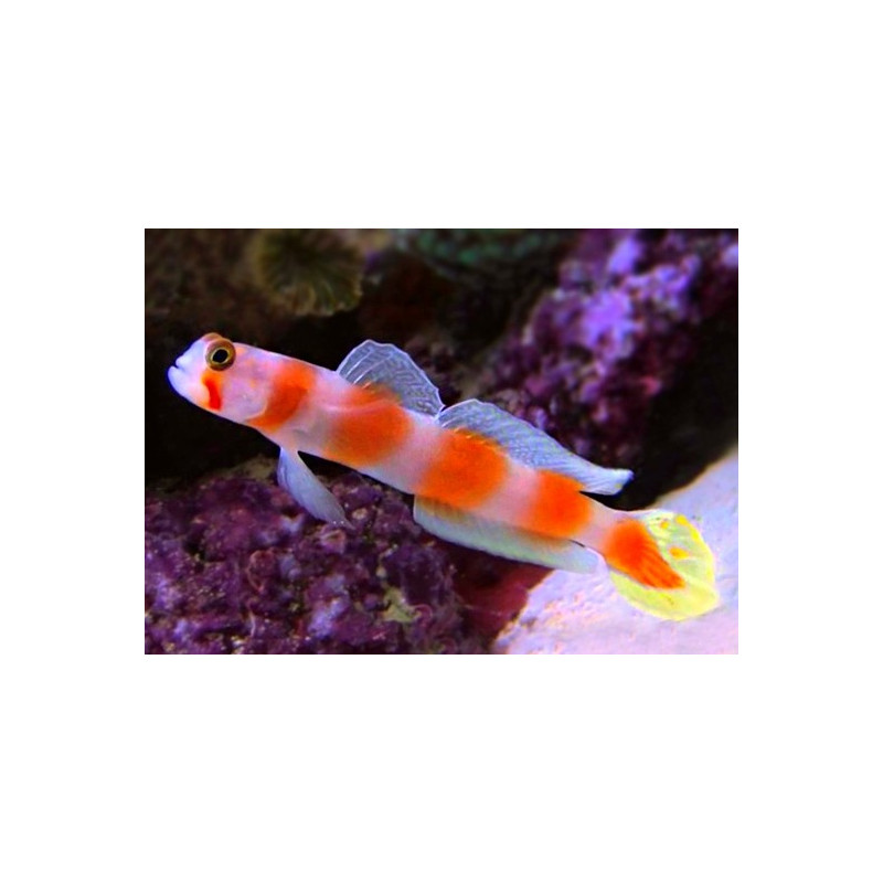 AMBLYELEOTRIS AURORA