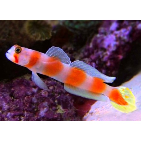 AMBLYELEOTRIS AURORA
