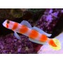 AMBLYELEOTRIS AURORA