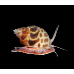BABYLONIA ZEYLANICA (NASSARIUS LEOPARDO)