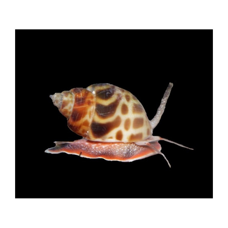 BABYLONIA ZEYLANICA (NASSARIUS LEOPARDO)