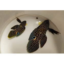 CALLOPLEOPSIOPS ALTIVELIS SIZE SM