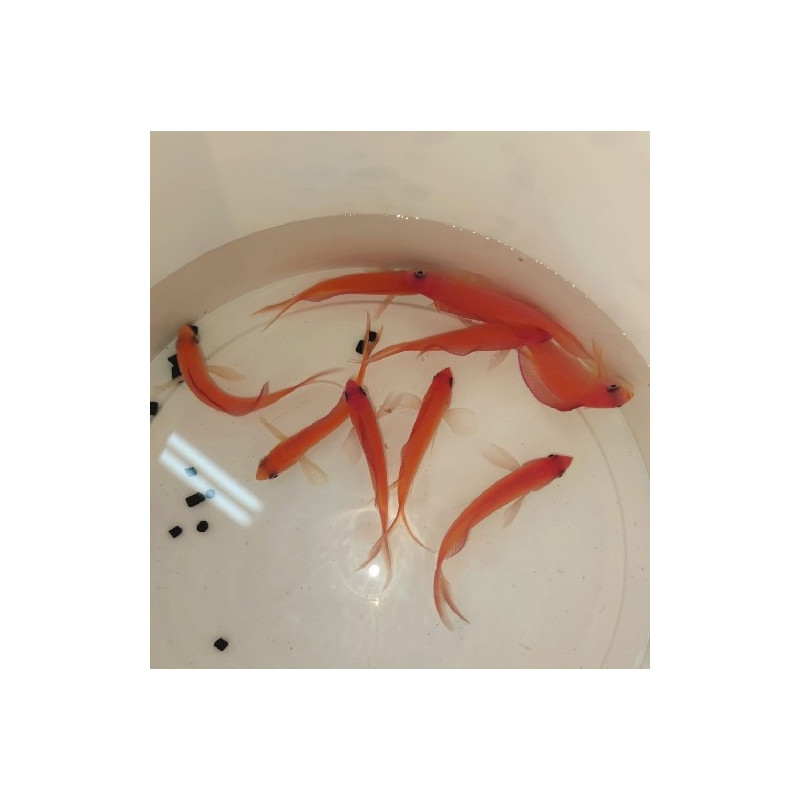 PSEUDOANTHIAS DISPAR