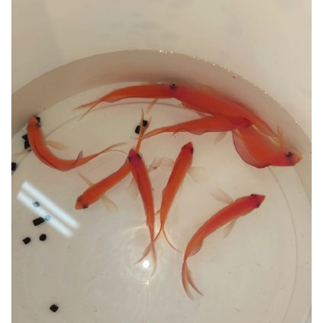 PSEUDOANTHIAS DISPAR