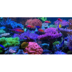 T5 Great Turquoise Barrier 54W