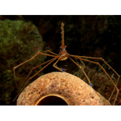 STENORHYNCHUS SETICORNIS (EATS FIREWORMS)