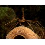 STENORHYNCHUS SETICORNIS