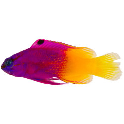 GRAMMA LORETO SIZE M