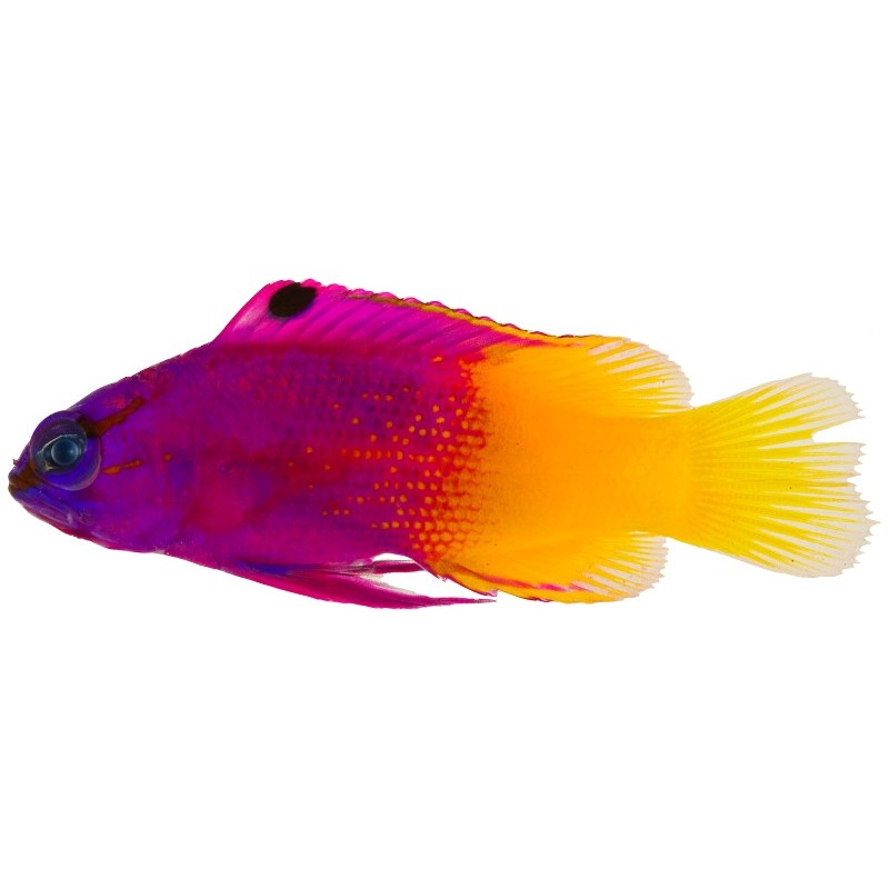 GRAMMA LORETO SIZE M