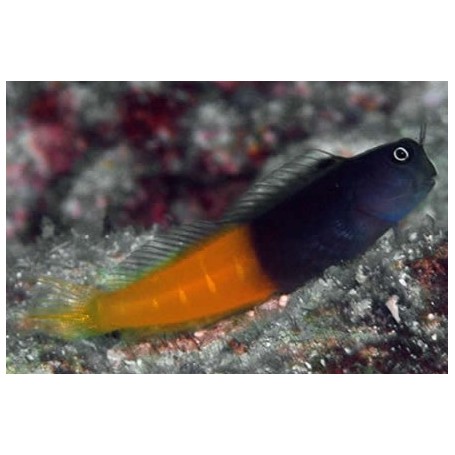 Escenius bicolor