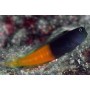 Escenius bicolor