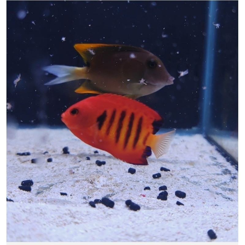 CENTROPYGE LORICULUS M