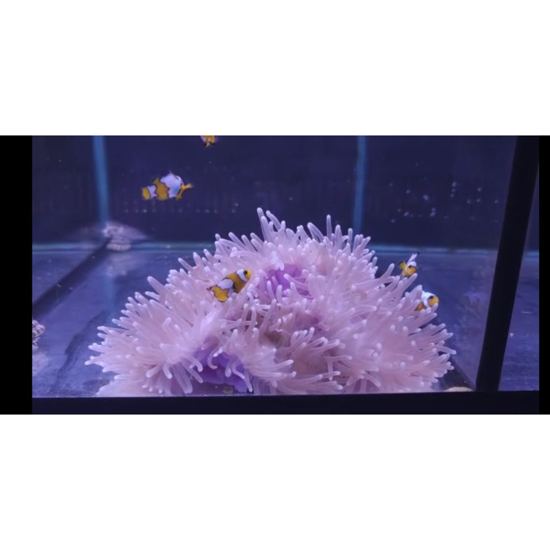 HETERACTIS MAGNIFICA