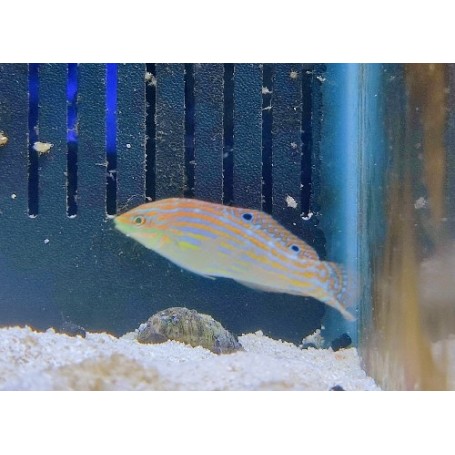 HALICHOERES COSMETUS