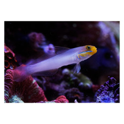 VALENCIANEA STRIGATTA LG