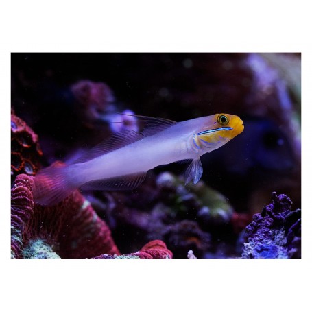 VALENCIANEA STRIGATTA