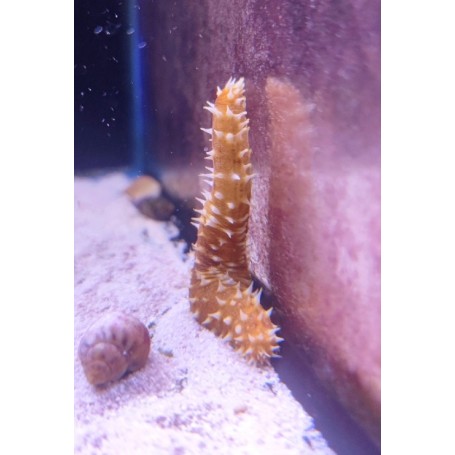 HOLOTHURIA HILLA