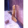 HOLOTHURIA HILLA