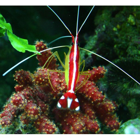 copy of LYSMATA AMBOINENSIS L
