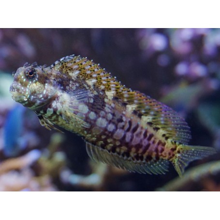 copy of SALARIA FASCIATUS