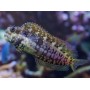 copy of SALARIA FASCIATUS