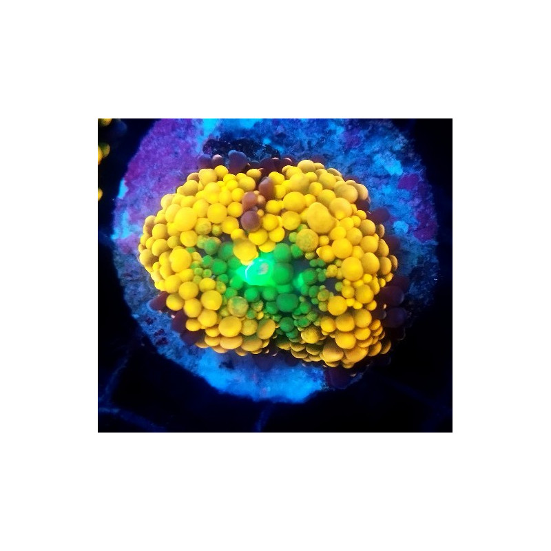 RICORDEA FLORIDA ORANGE