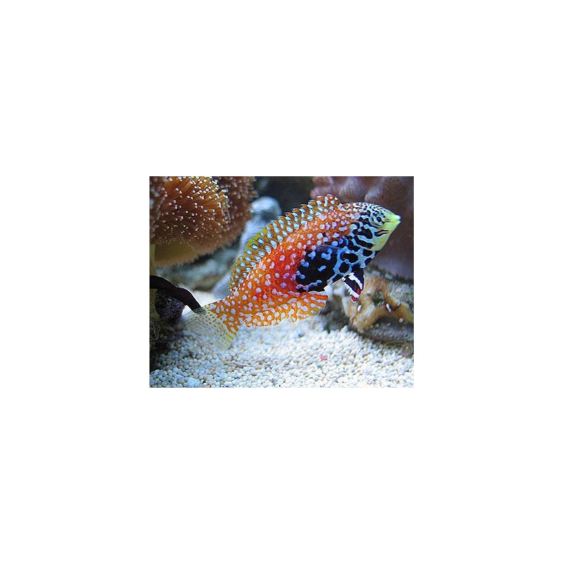 Macropharyngodon Bipartitus M