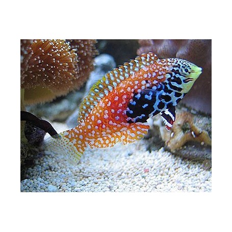 Macropharyngodon Bipartitus