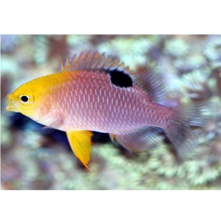 CHYSIPTERA TALBOTI