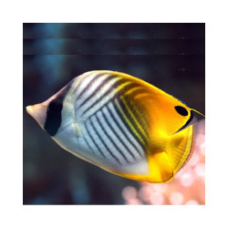 CHAETODON AURIGA size SM