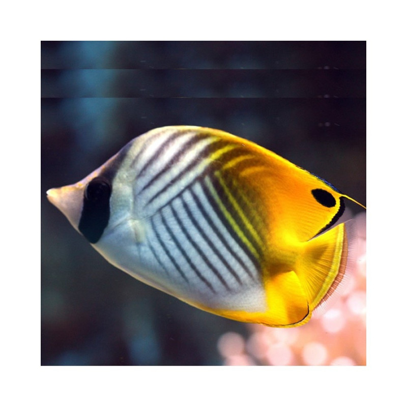 CHAETODON AURIGA talla SM