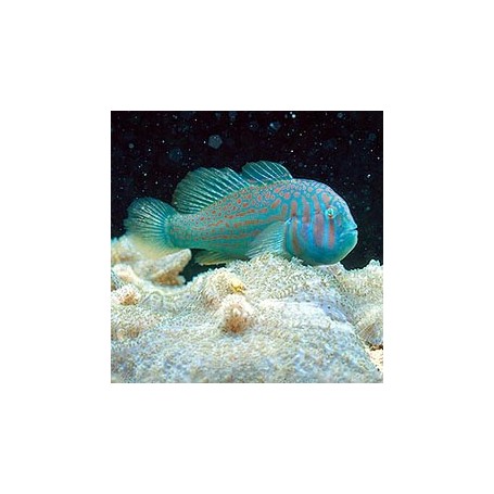 GOBIODON HISTRIO