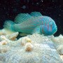GOBIODON HISTRIO