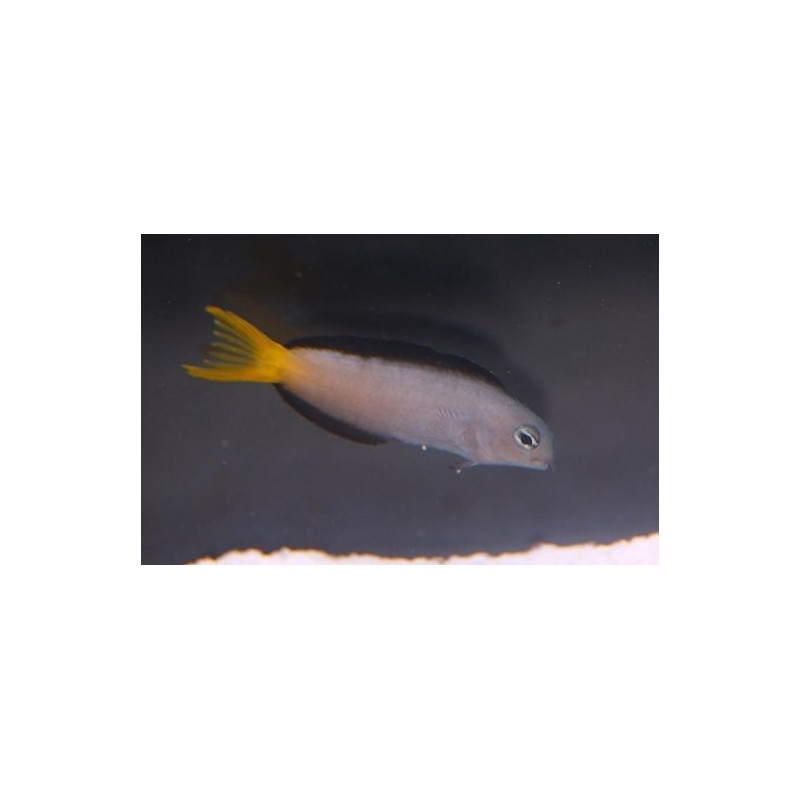 MEIACANTHUS MOSSAMBICUS