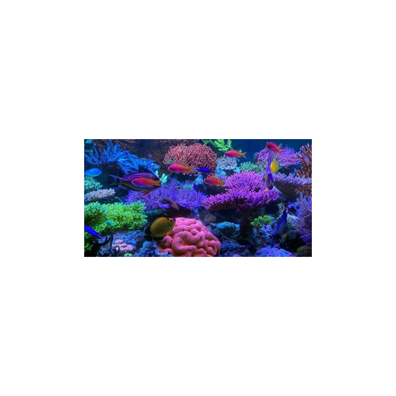 T5 Large Coral Light Purple 54W
