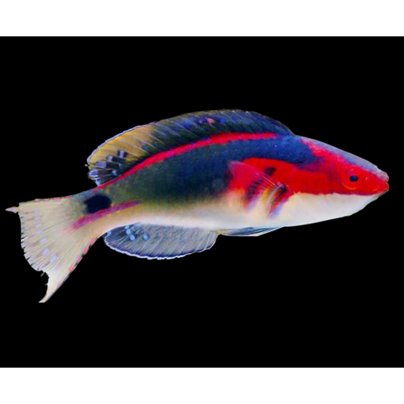 CIRRILABRUS EXQUISITUS LG