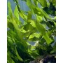 CAULERPA PROLIFERA