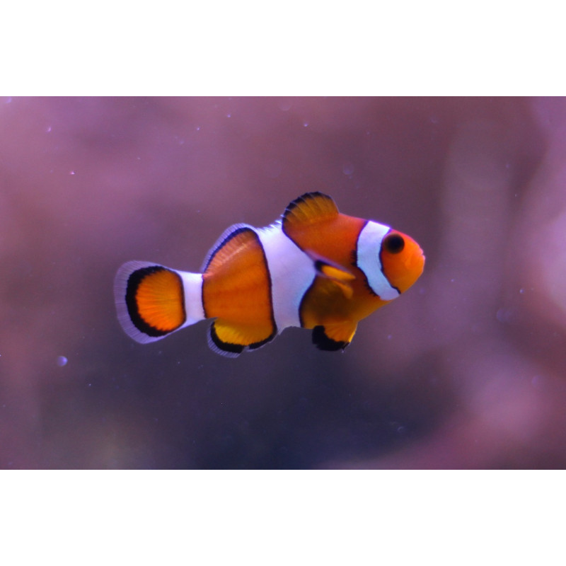 Amphiprion ocellaris size SM