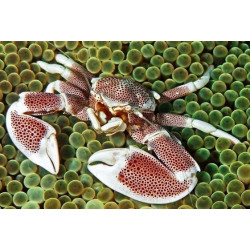 Neopetrolisthes Ohshimai SM