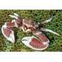 copy of Neopetrolisthes maculatus